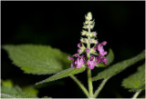 Bosandoorn - Stachys sylvatica