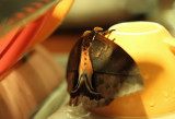 Coffee cup moth.jpg