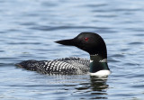 Spring Loon.jpg