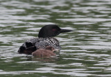 Loons IV copy.jpg