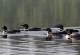 Loon caravan II copy.jpg