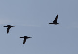 Loon in flight II copy.jpg