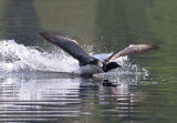 Loon landing copy.jpg