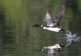 Loon takeoff VI copy.jpg