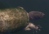 Snapping Turtle III copy.jpg