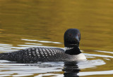 Loon in gold II copy.jpg
