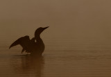 Loon sunrise II copy.jpg