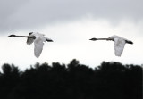 Trumpeter swans in flight II.jpg