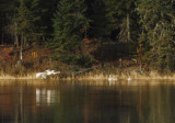 Swan shoreline activity copy.jpg