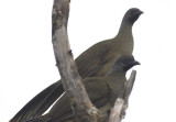 Chachalacas roosting.jpg