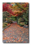Autumn Walkway