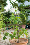 Bur Oak Bonsai Experiment Photo Gallery by Victor Engel at pbase.com Bur Oak Bonsai Experiment Photo Gallery by Victor Engel at pbase.com