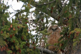 Mammoth owlet and mom