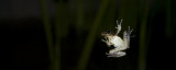 Frog (_DSC0930.jpg)