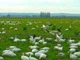 Snow Geese