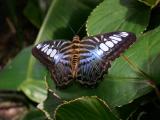 Butterflies at Mainau III