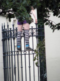 She was singing and dancing on the fence...