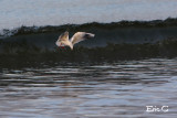 The surfing seagull....