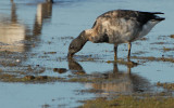 (Juvenile)