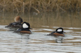 Hooded Merganser