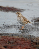 Savannah Sparrow (ipswich)