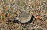American Pipit