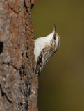 Brown Creeper