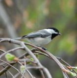 Black-capped Chickadee