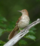 Brown Thrasher