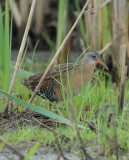 Virginia Rail