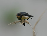 (juvenile)