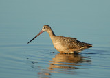 Marbled Godwit