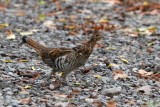 Ruffed Grouse