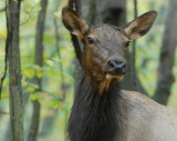 The Wild Elk of Benezette, Pa