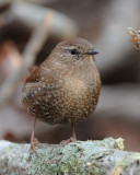 Winter Wren