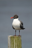 Laughing Gull