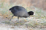 American Coot