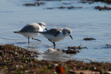 Sanderling