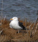 Great Black-backed Gull