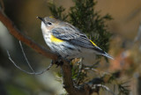 Yellow-Rumped Warbler