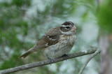 Rose-breasted Grosbeak (female)