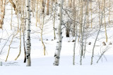 Aspens at Daniels Summit