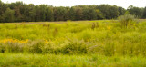 Yellow and Green along the Roadside