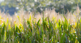 Nauvoo Cornfield