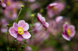 Japanese Anemone