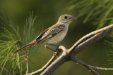 Woodchat shrike, Dadia, Greece, September 2008