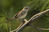 Woodchat shrike, Dadia, Greece, September 2008