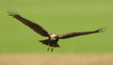 Marsh harrier, Montricher, Switzerland, September 2008