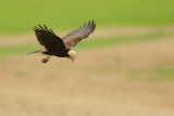 Marsh harrier, Montricher, Switzerland, September 2008