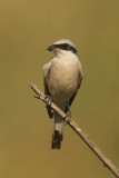 Red-backed shrike, Dadia, Greece, September 2008